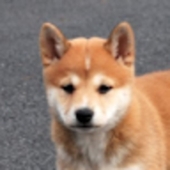 Meet your Posher, Ava - Picture 1 of 1